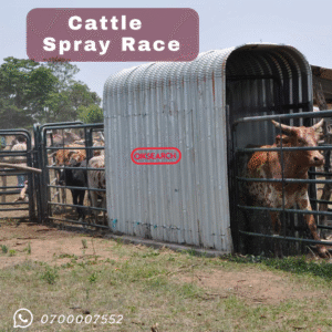 Cattle Spray Race
