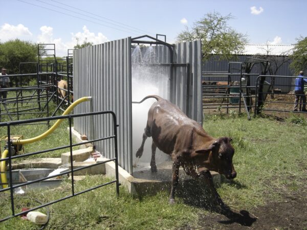 Cattle Spray Race