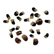 Cenchrus Ciliaris/African Foxtail/Buffel Grass Seeds