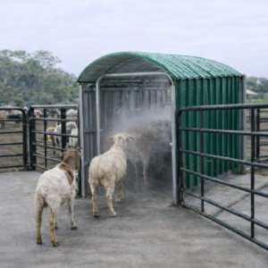 Goat Sheep Spray Race in Kenya