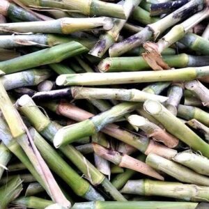 Juncao Super Napier Pakchong cuttings in Kenya