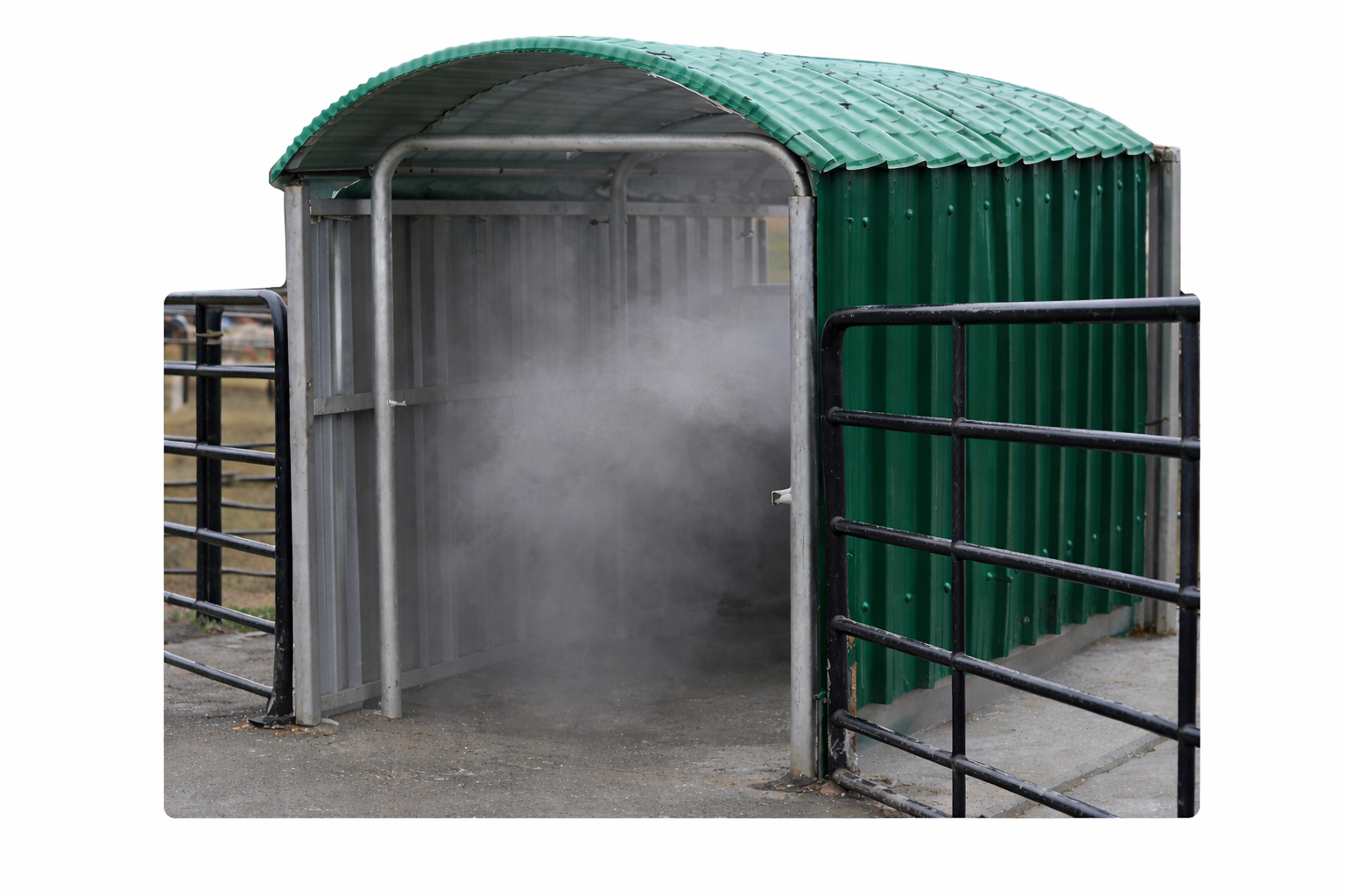 Goat Sheep Spray Race in Kenya