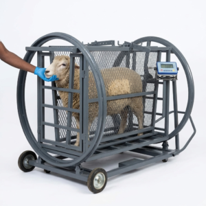 Goat and sheep squeeze chute with digital weighing scale in Kenya